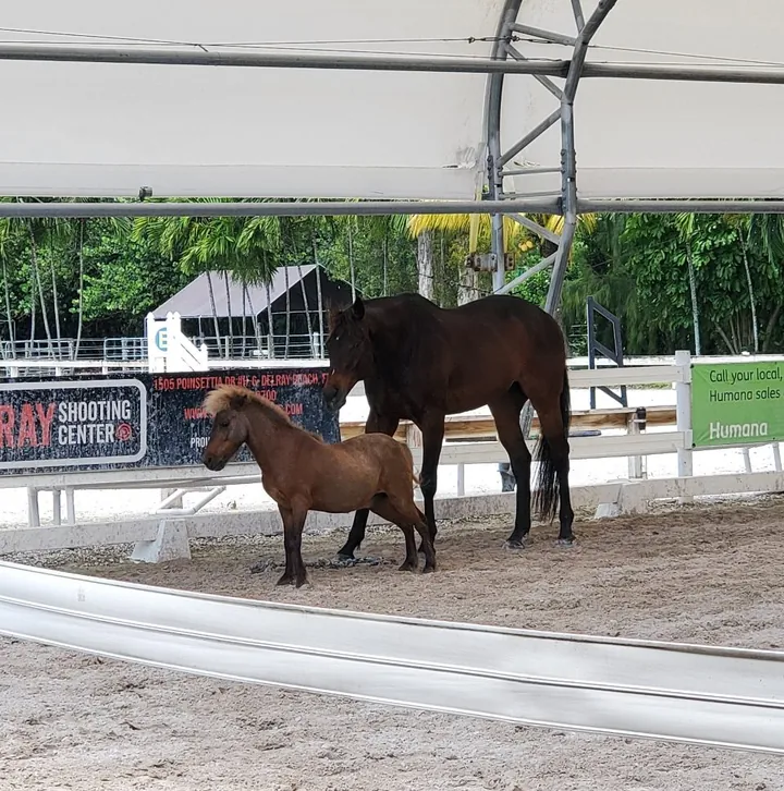 Horses at an equine therapy facility